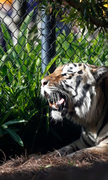 LSU's tiger mascot will not take the field this season